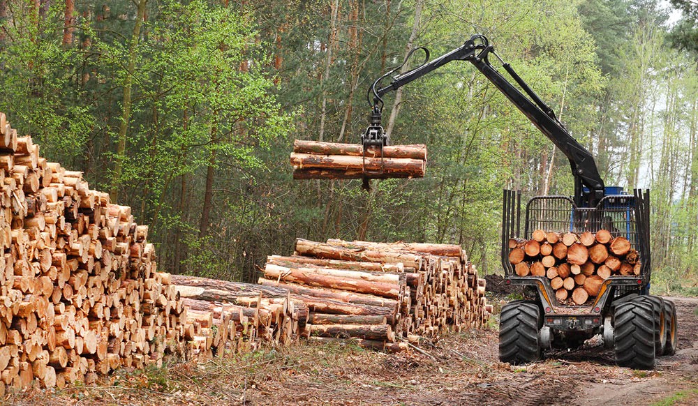 Ontbossing door hout voor biomassa Ontbossing door hout voor biomassa