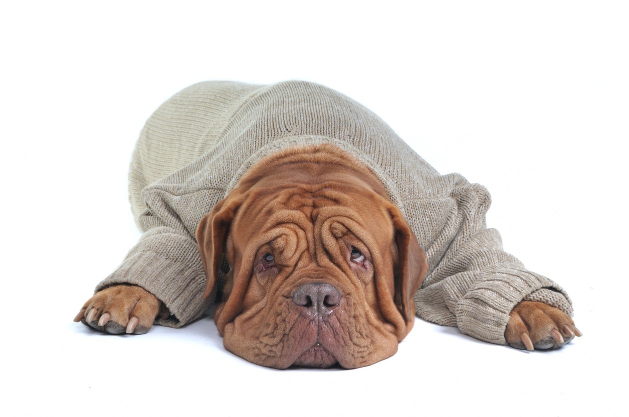 Een hond houdt u fit Een hond houdt u fit