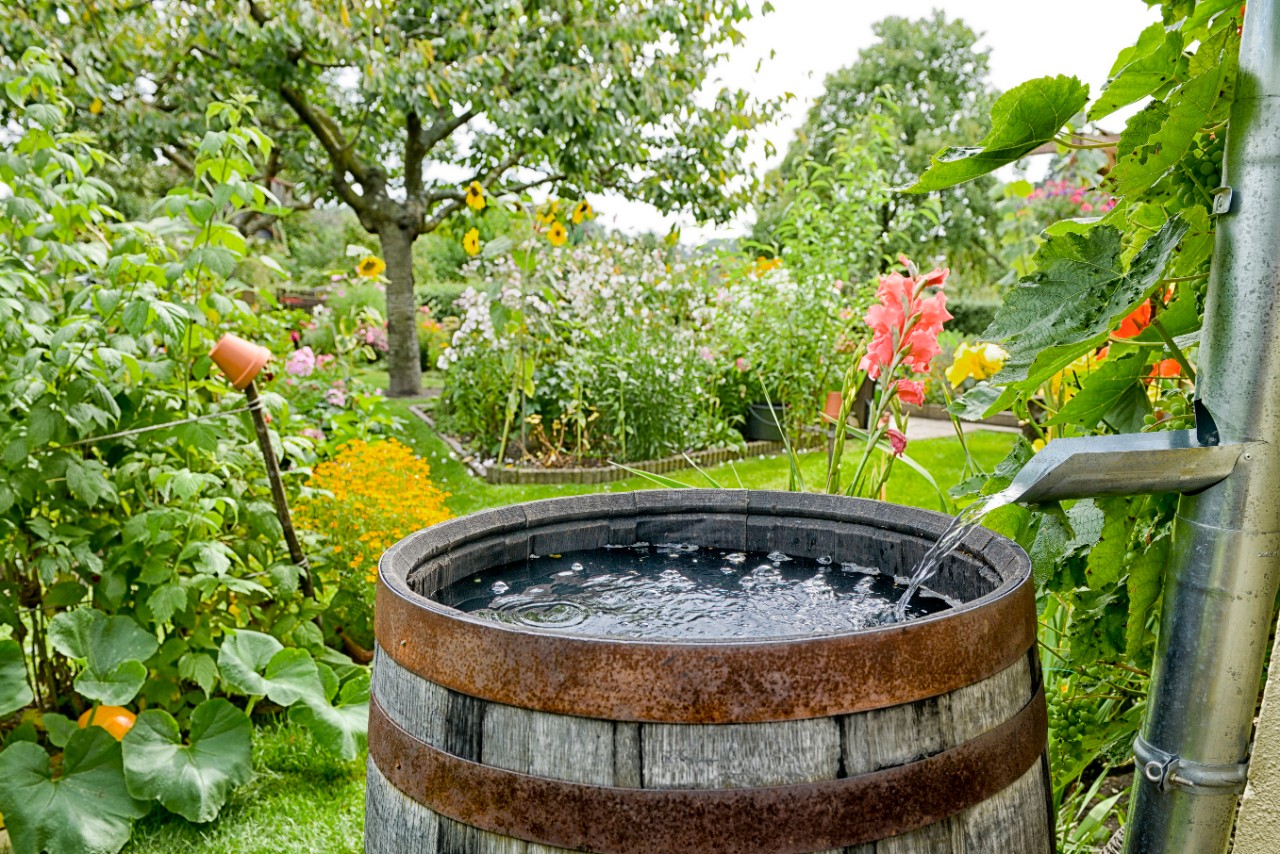 Tuin met regenton
