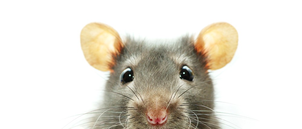Houd de ratten buiten met een terugslagklep in uw toilet Houd de ratten buiten met een terugslagklep in uw toilet
