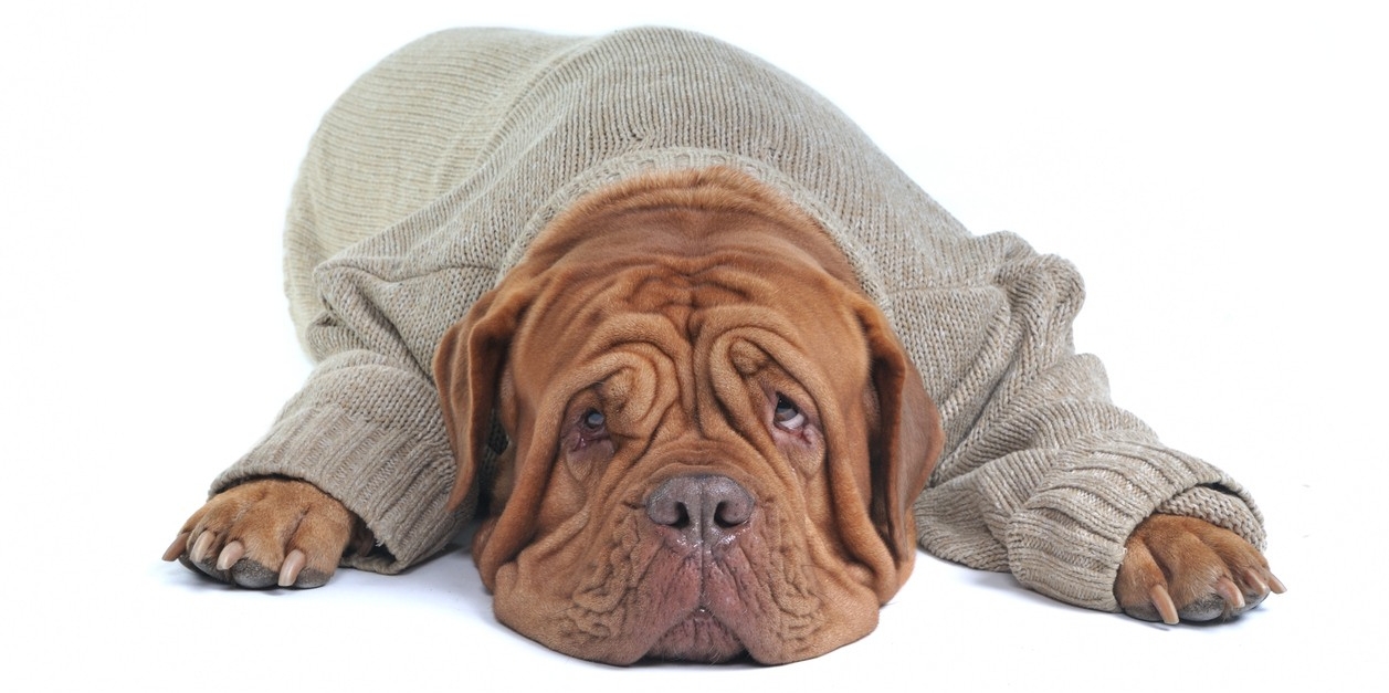Hond