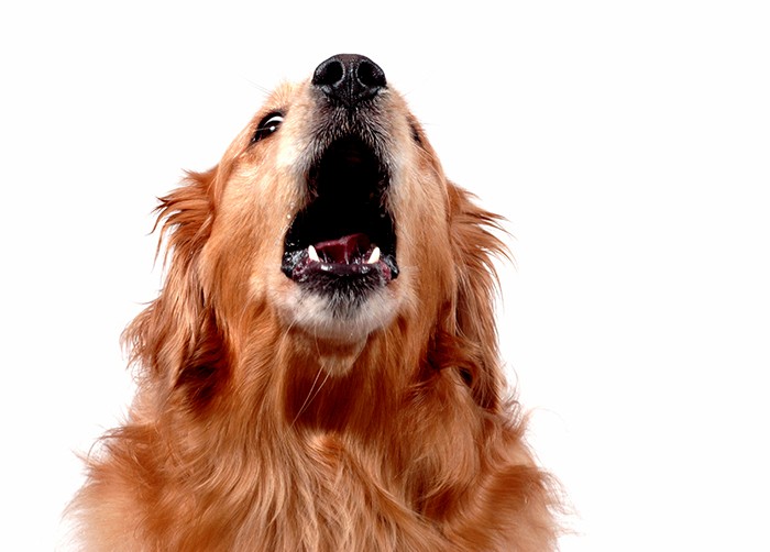 Blaffende hond Blaffende hond