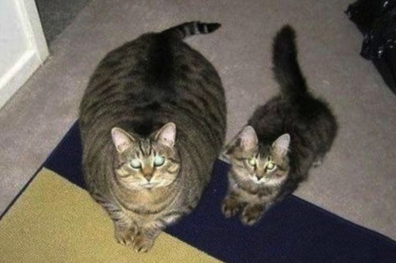 dikke en dunne kat dikke en dunne kat