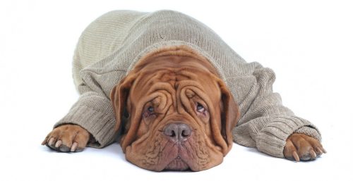 Hond met warme trui 